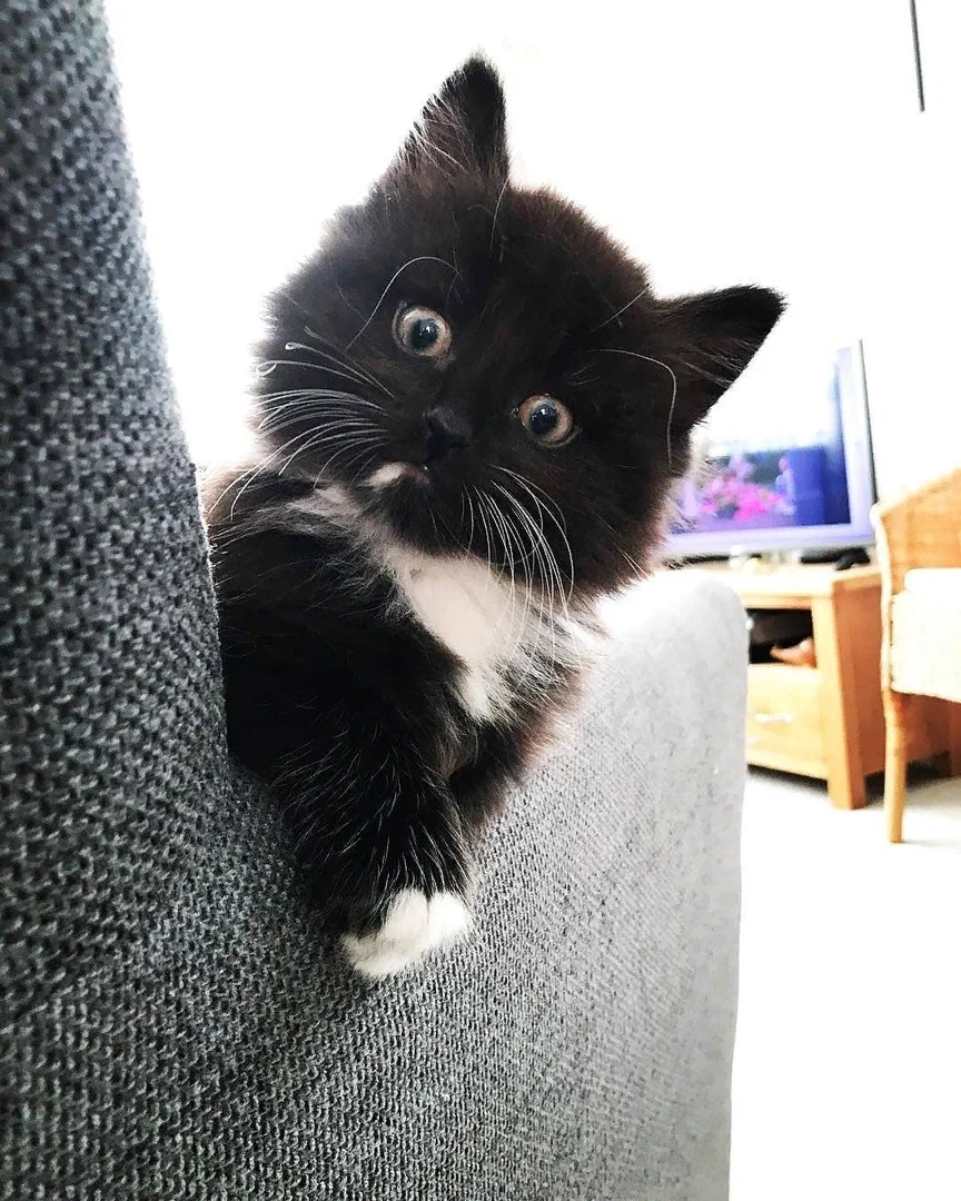 Кот в изумлении