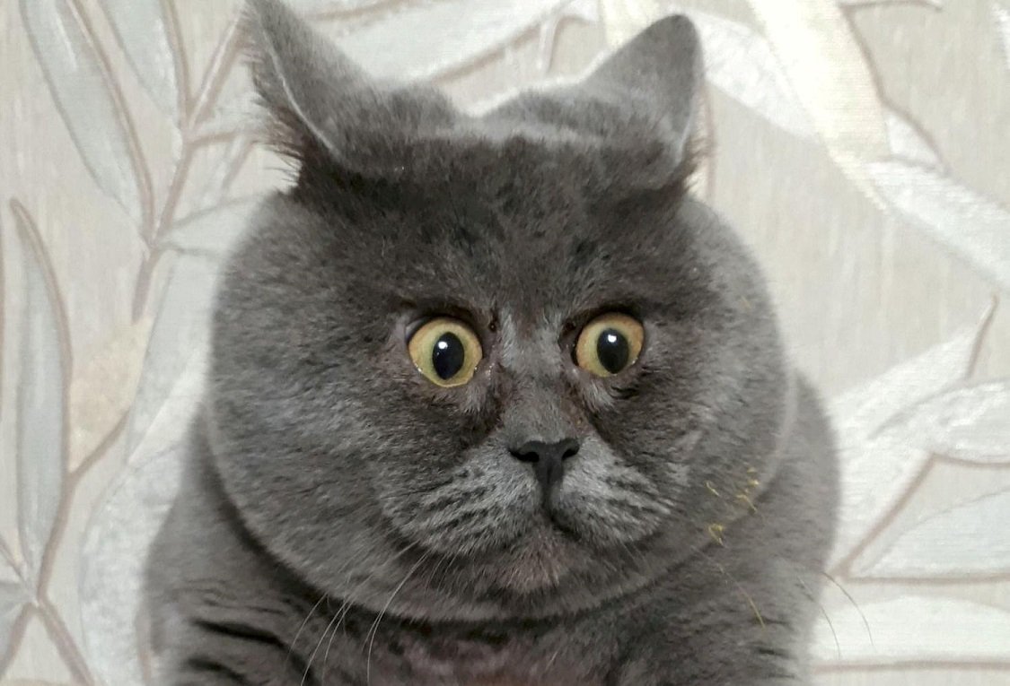 Кот Федя из Ростовской области