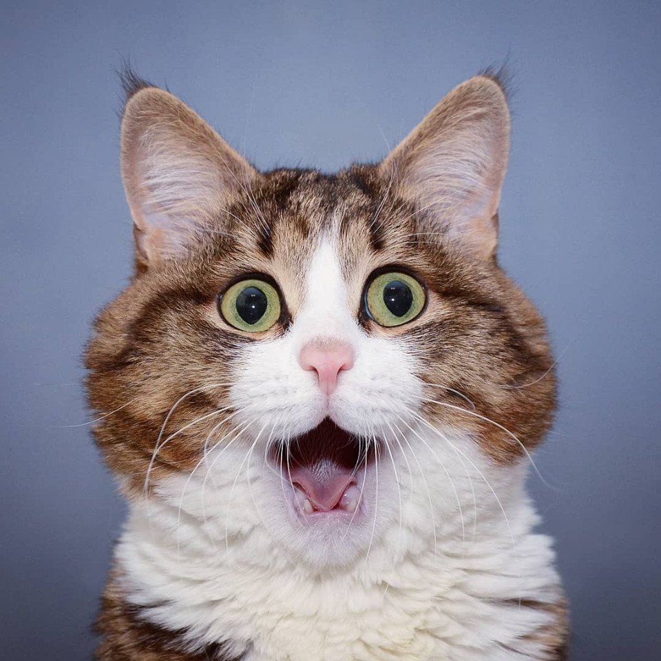 Мимика кошек