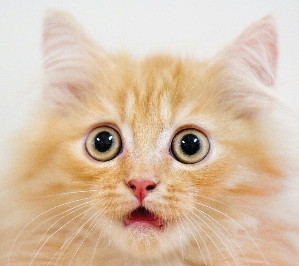 Удивленный кот