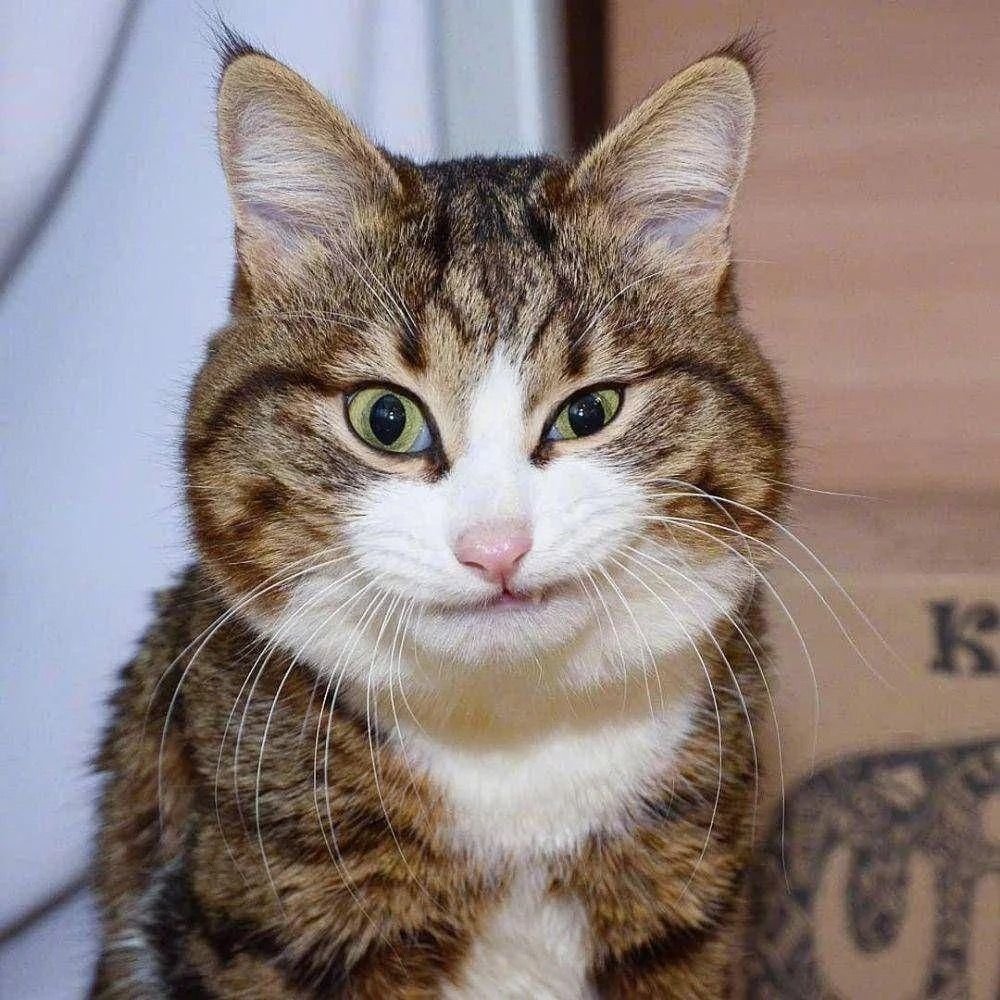 Удивленный кот