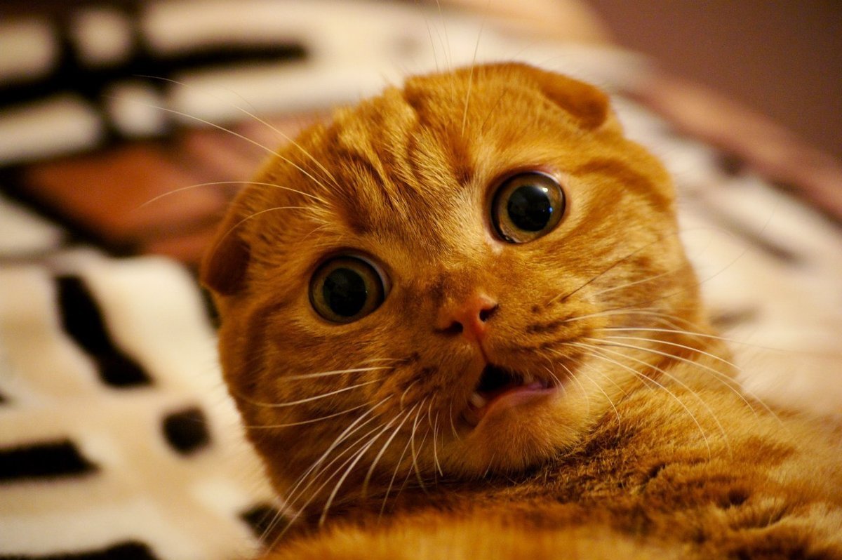 Удивленный кот