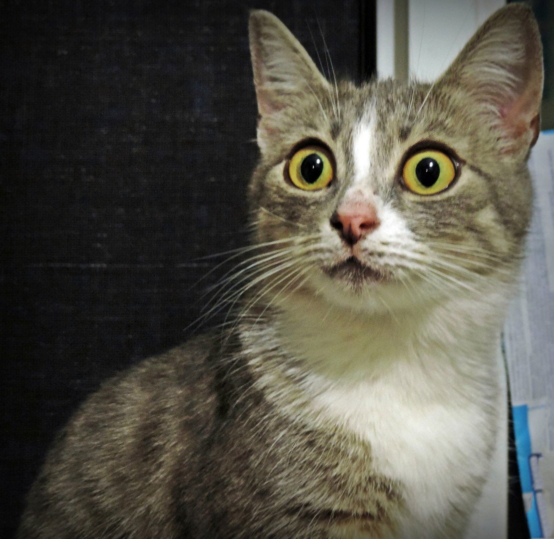 Коты удивление