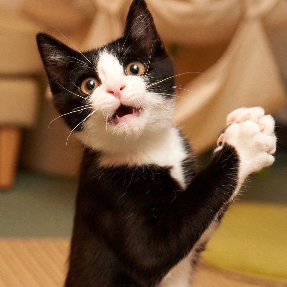 Прикольные фото котов