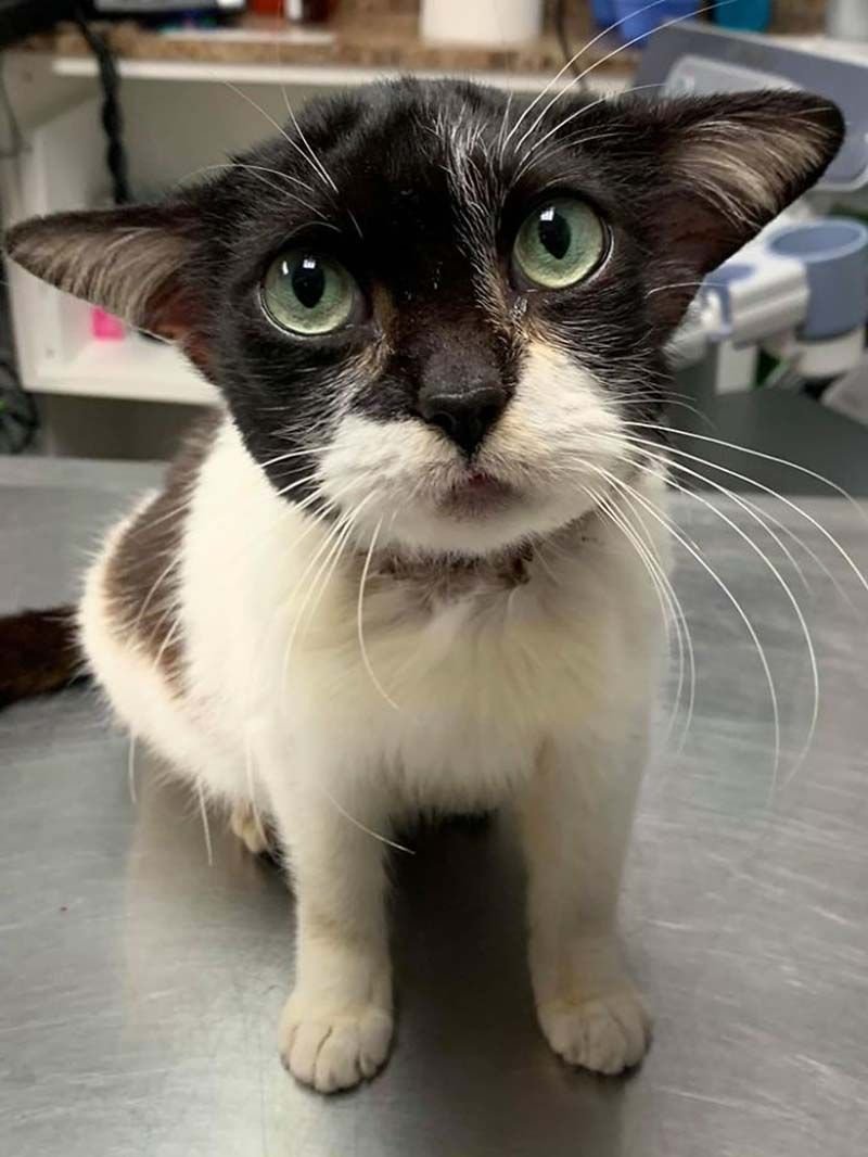 Удивлённая кошечка