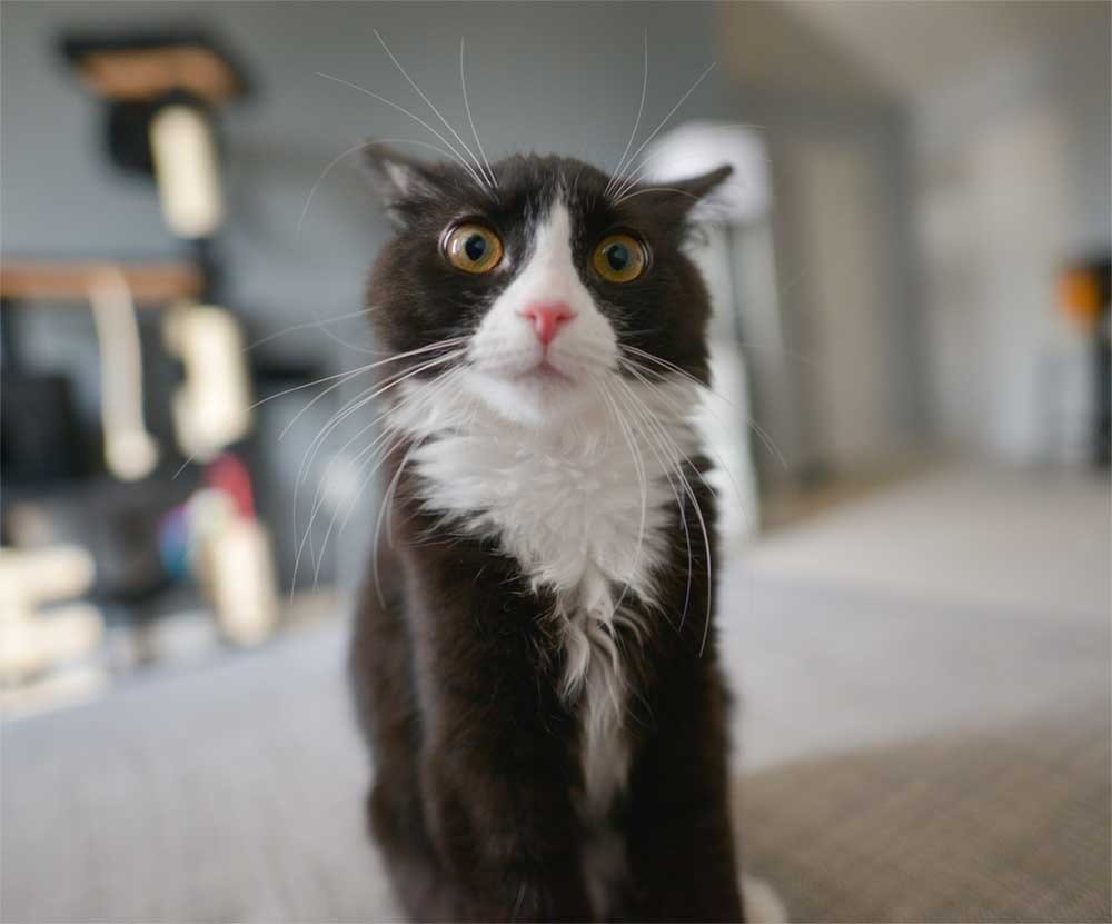 Испуганный кот