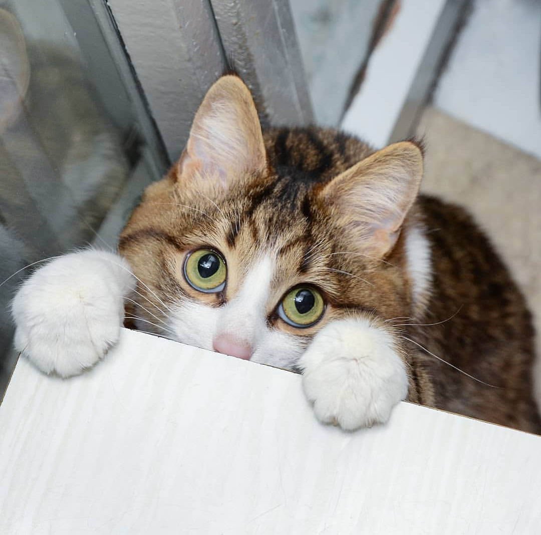 Удивленная кошка