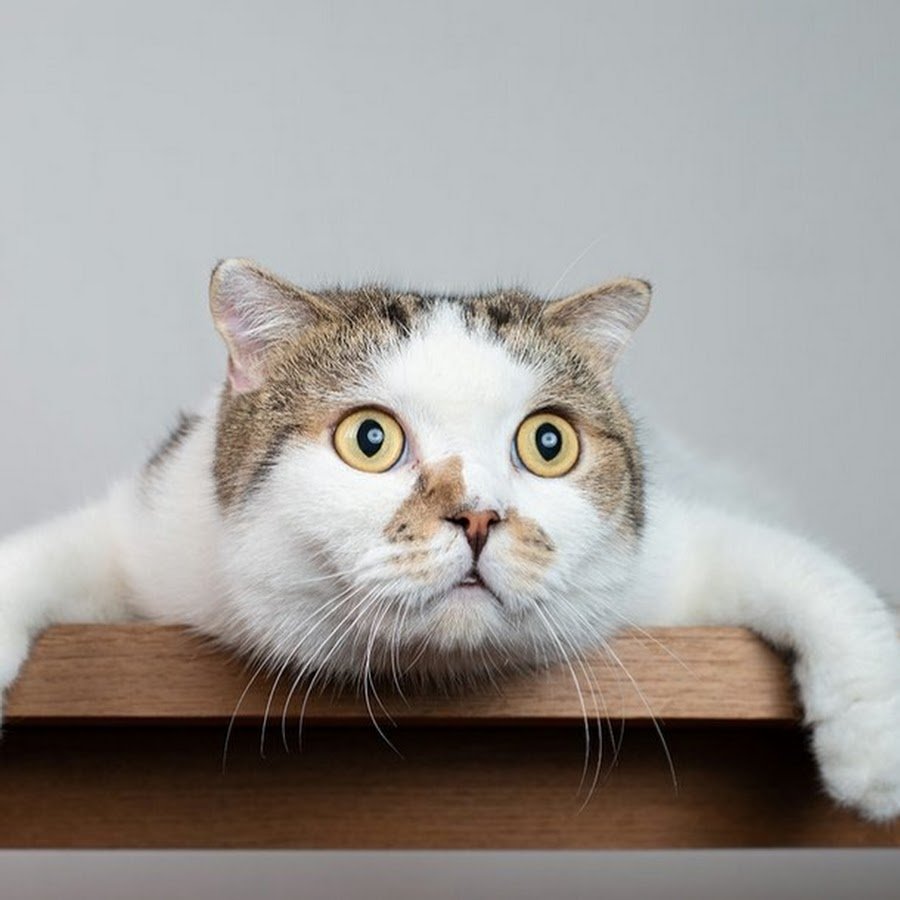 Удивленный кот