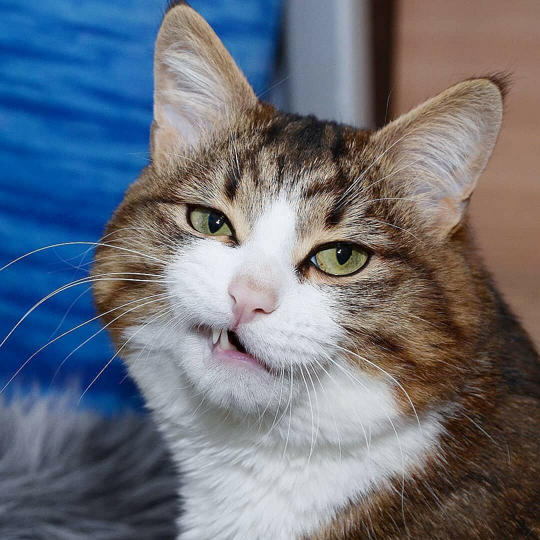 Смешной кот