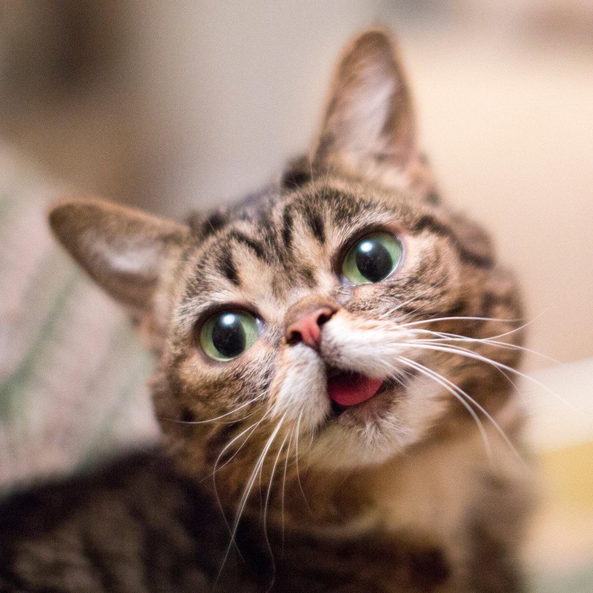 Котенок удивлен