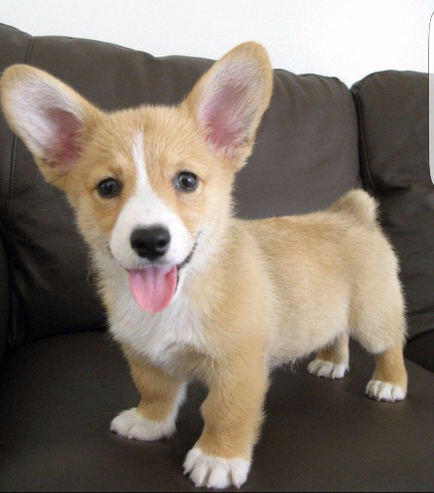 Австралийская овчарка и корги