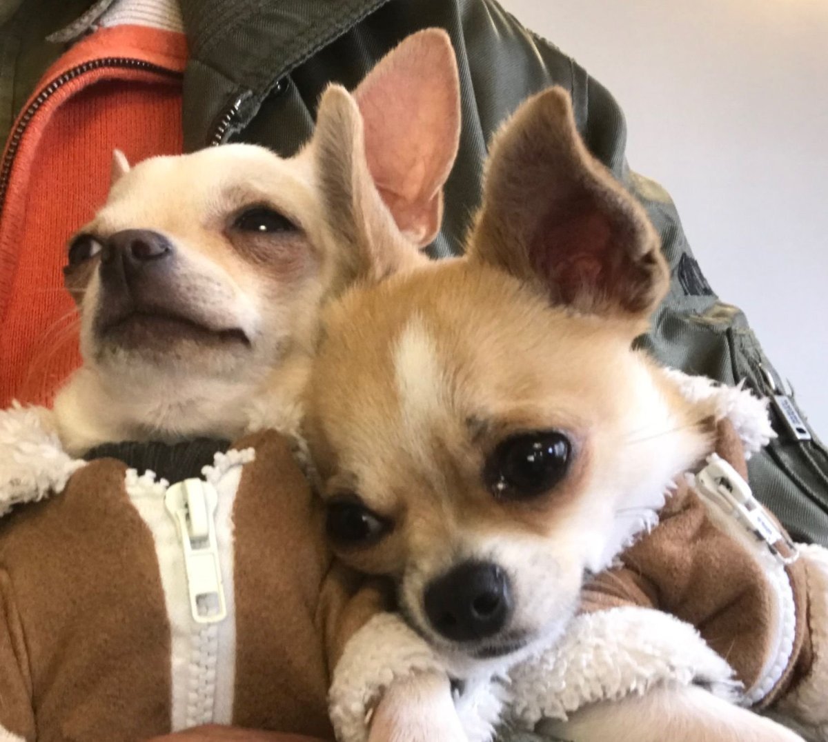 Метис корги флаффи