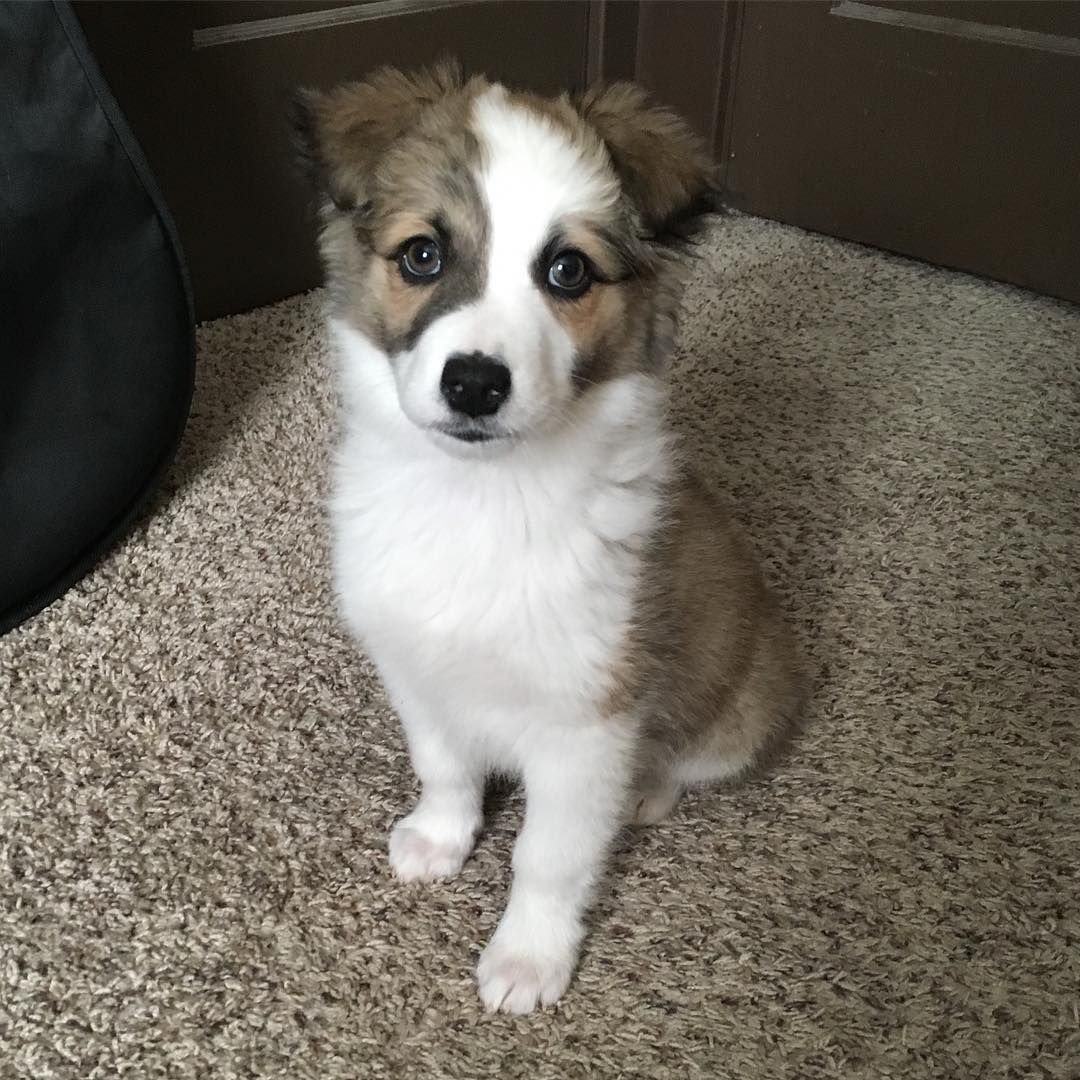 Корги флаффи черный