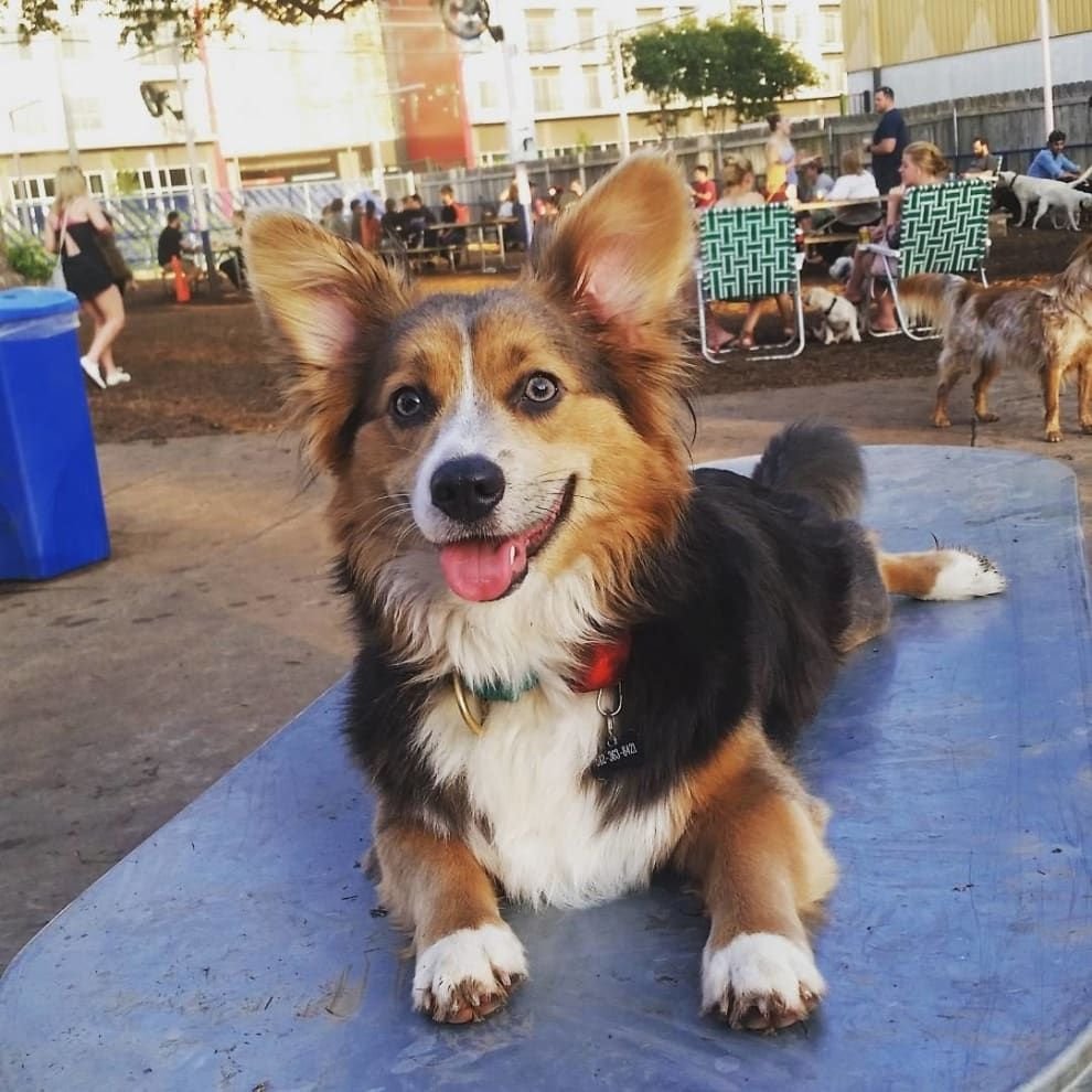 Метис корги