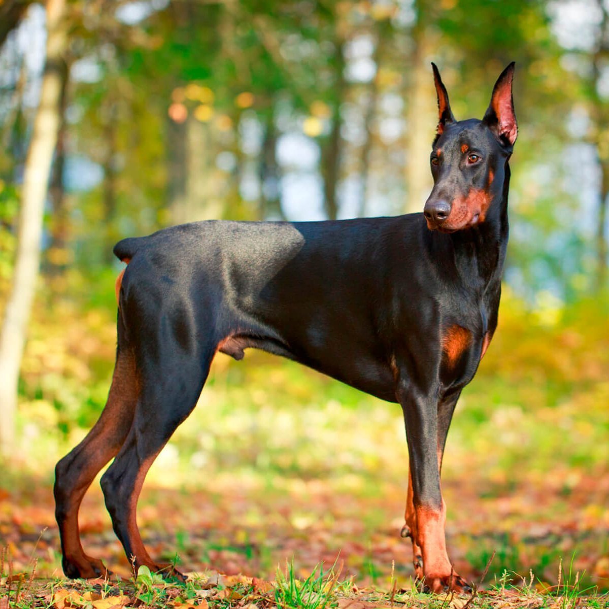 Миттель пинчер