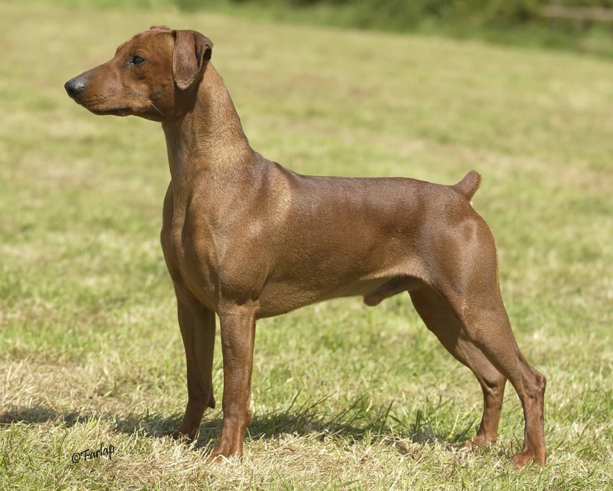 Собака с коричневыми бровями порода