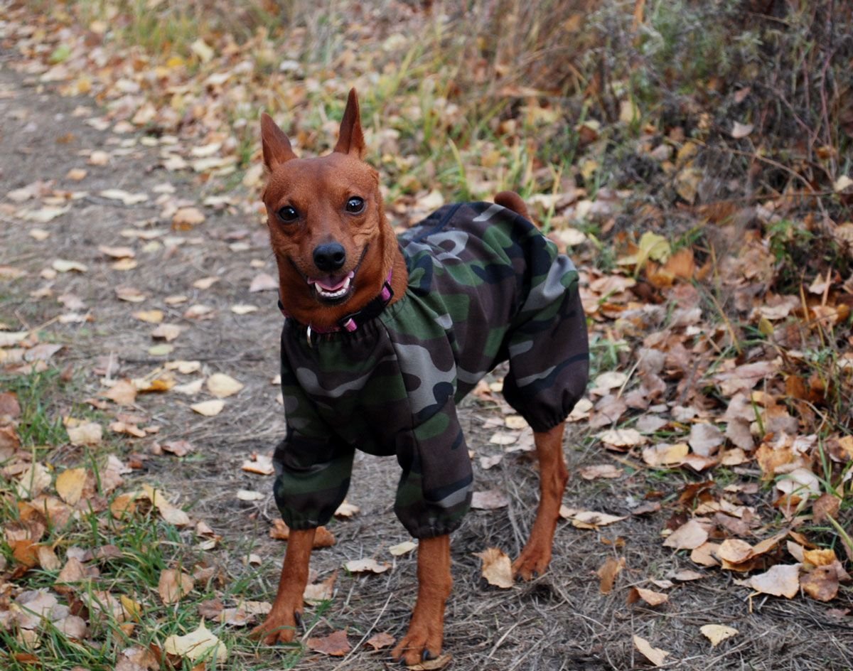 Той терьер пинчер