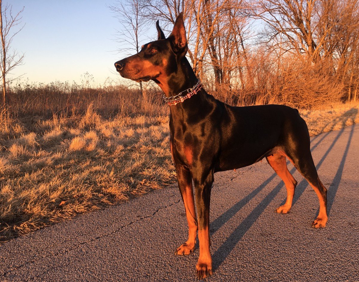 Собака немецкий пинчер