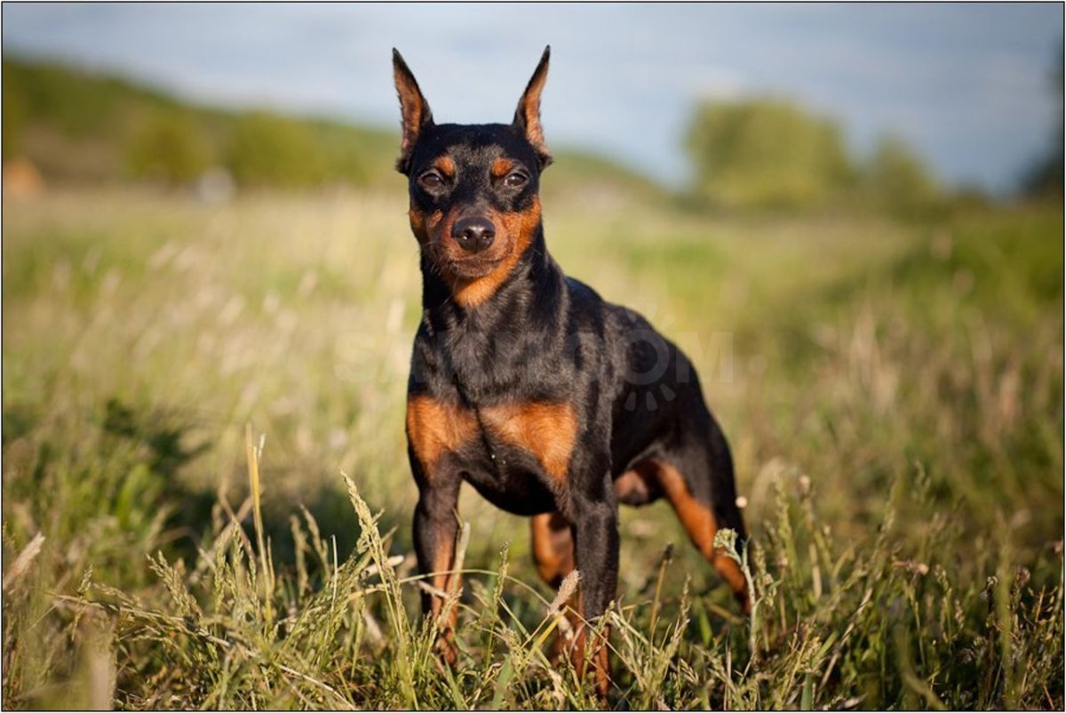 Немецкий пинчер тренировка