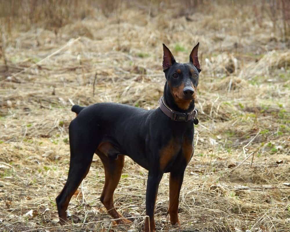 Старонемецкий пинчер