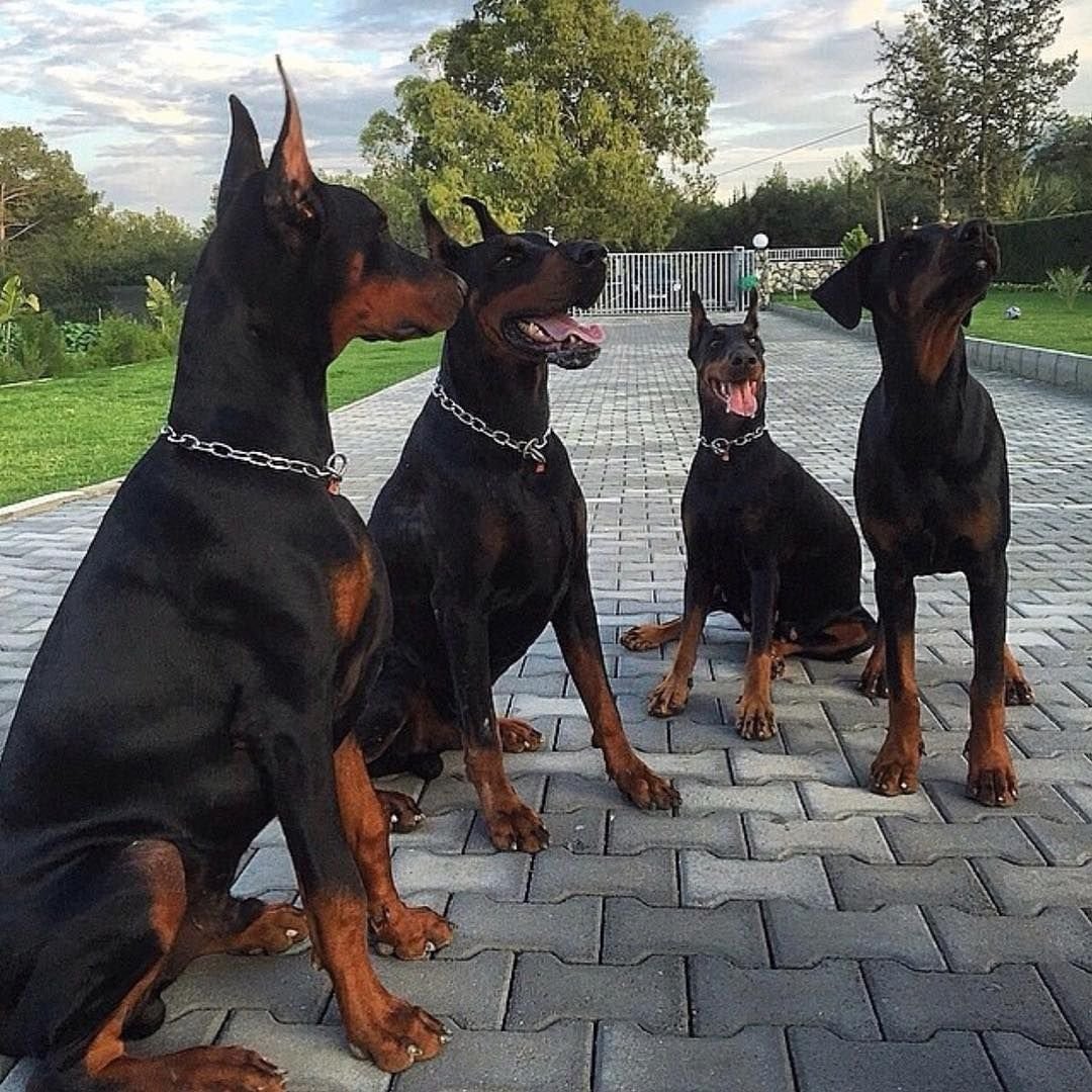 Немецкий пинчер и Доберман