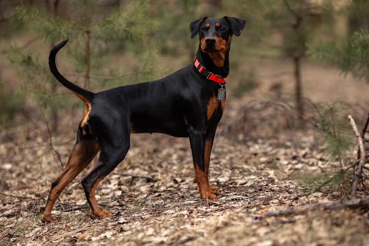 Карликовый пинчер