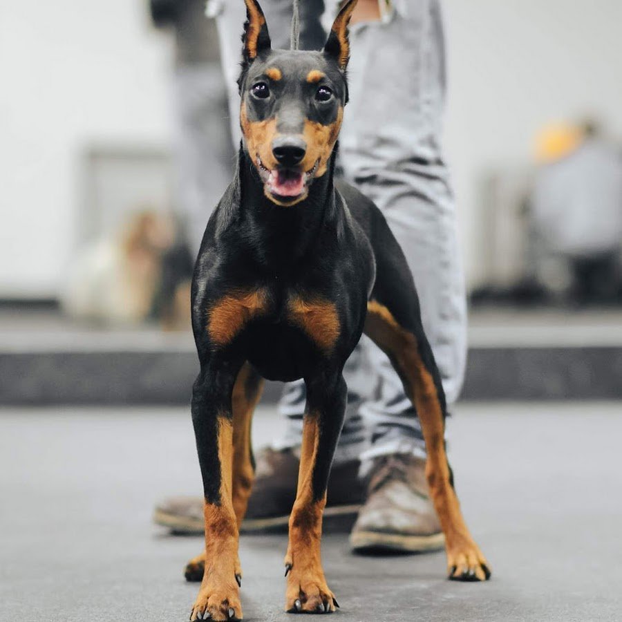Доберман пятнистый