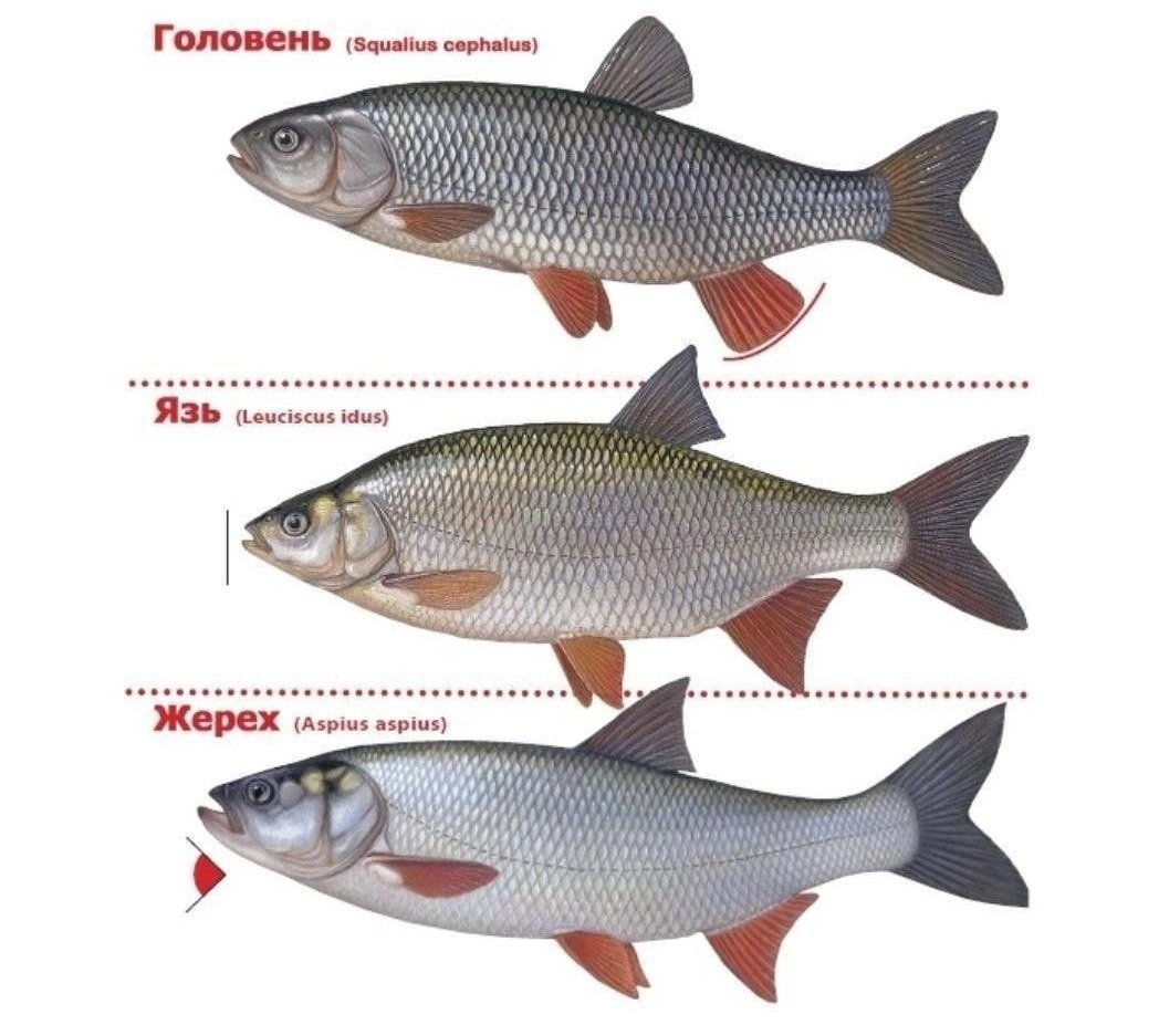Голавль язь жерех красноперка