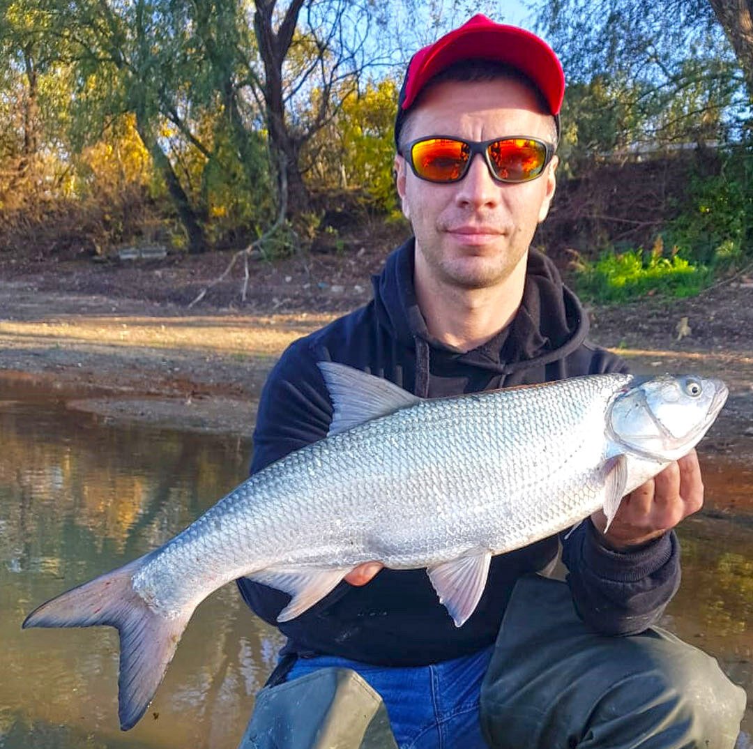 Кутум и Вырезуб