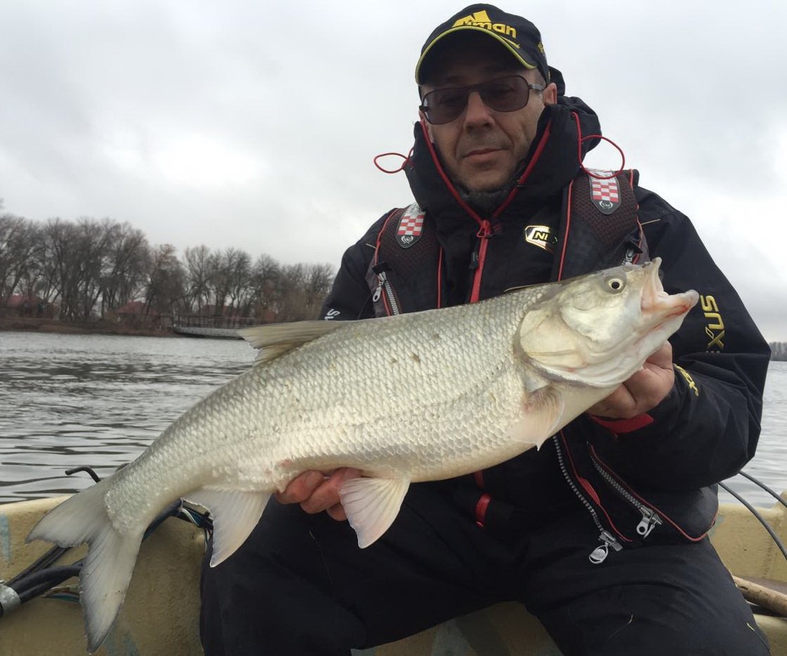 Аральский жерех