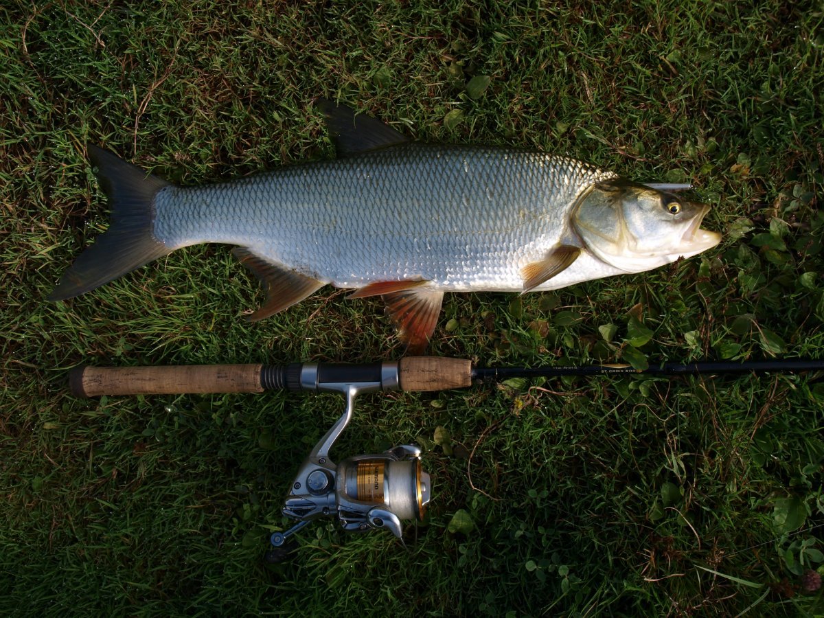 Жерех Aspius Aspius