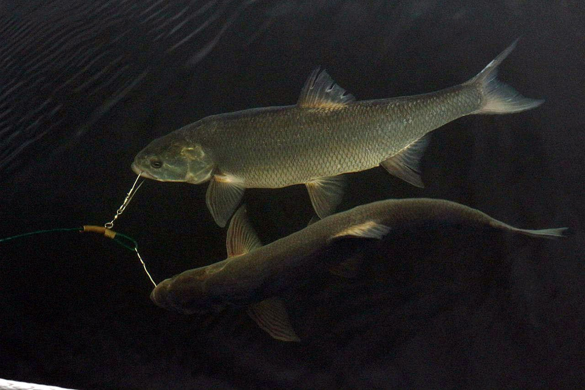 Рыба жерех на белом фоне