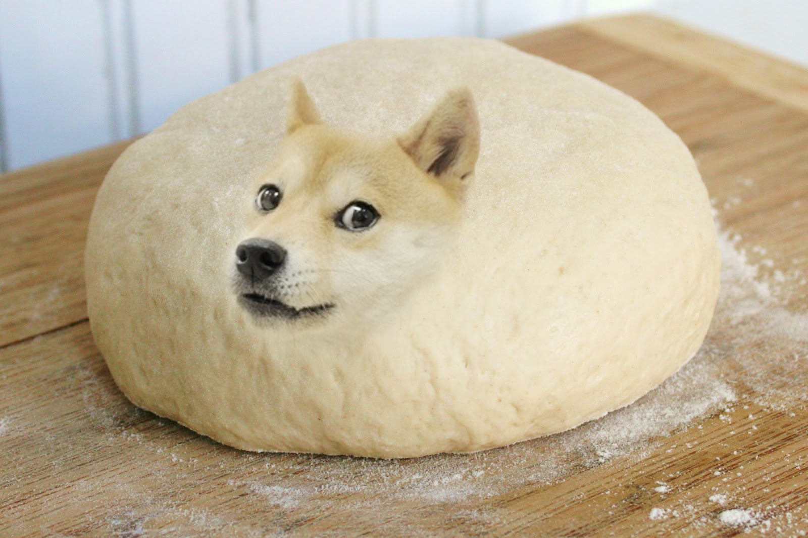 Собака хлеб - 70 фото