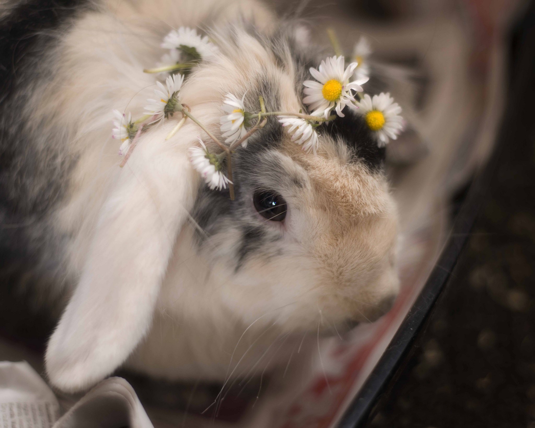 Зайчик ласково. Кролик с цветами. Кролик в цветах. Венок с зайцем. Кролик в веночке.