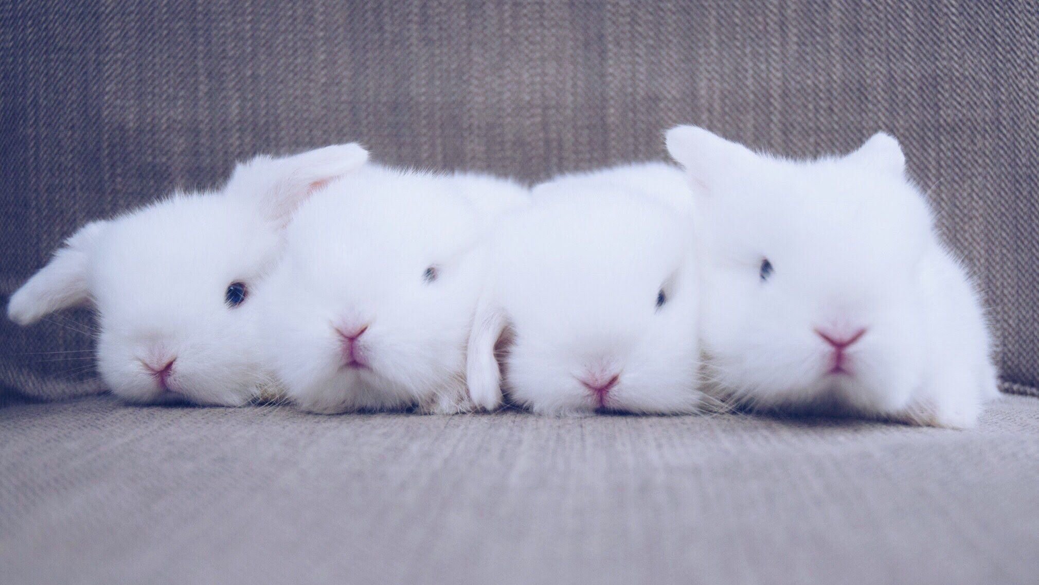 Кролик года жизни. Белый кролик. Милые крольчата. Кролики милые много. Белый крольчонок.