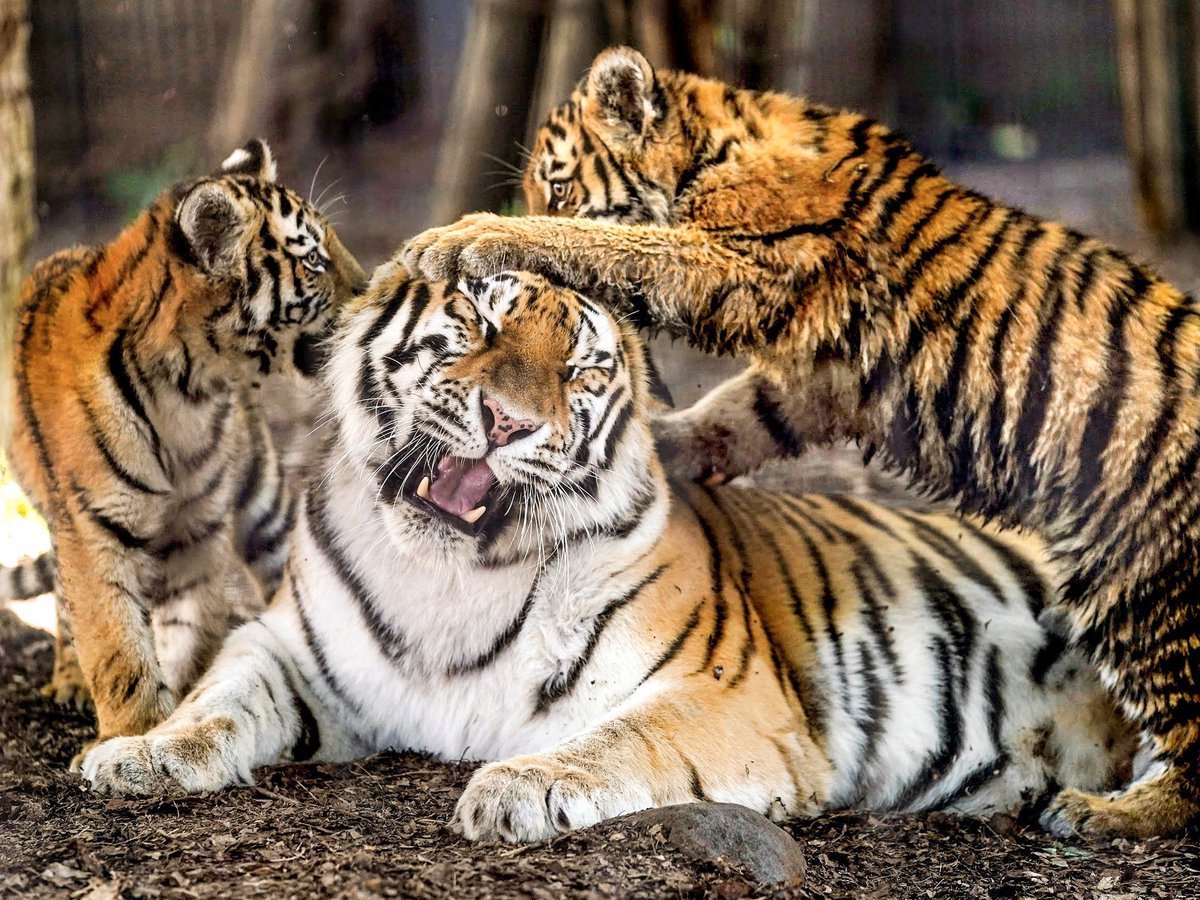 Стая тигров на охоте