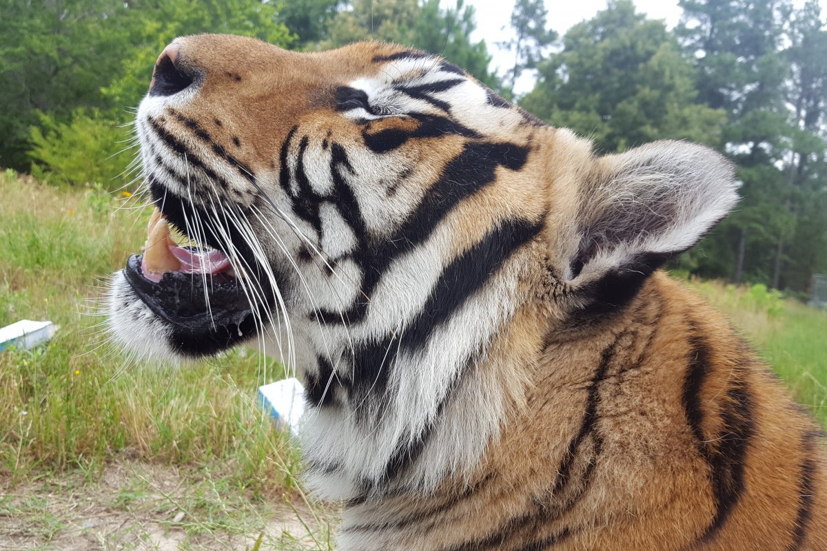 Амурский тигр самка