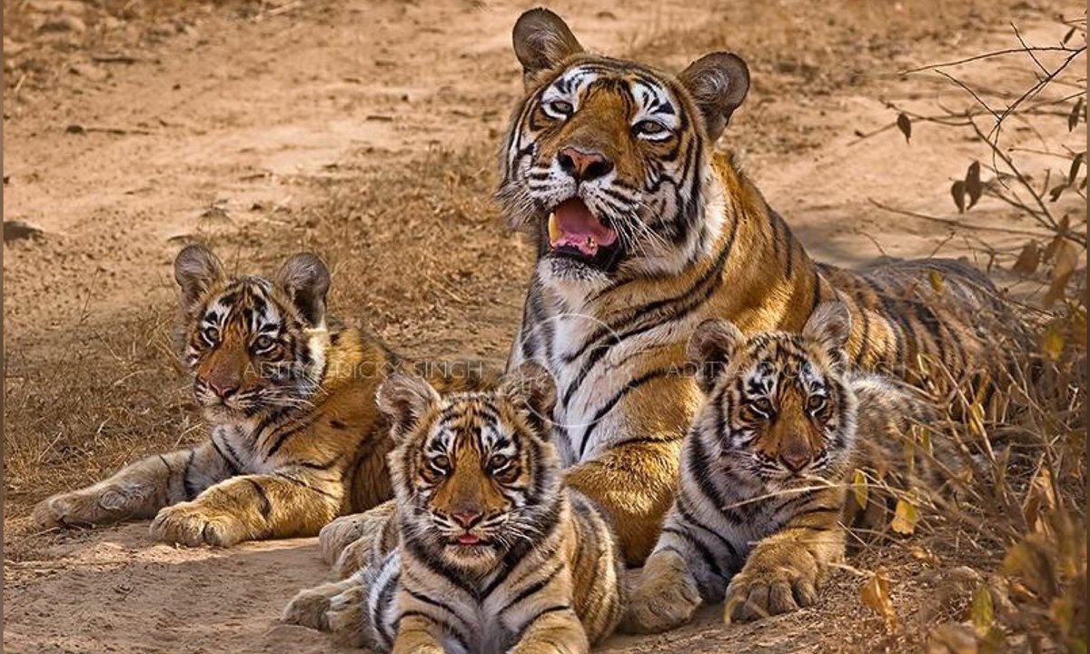 Амурские тигры группа