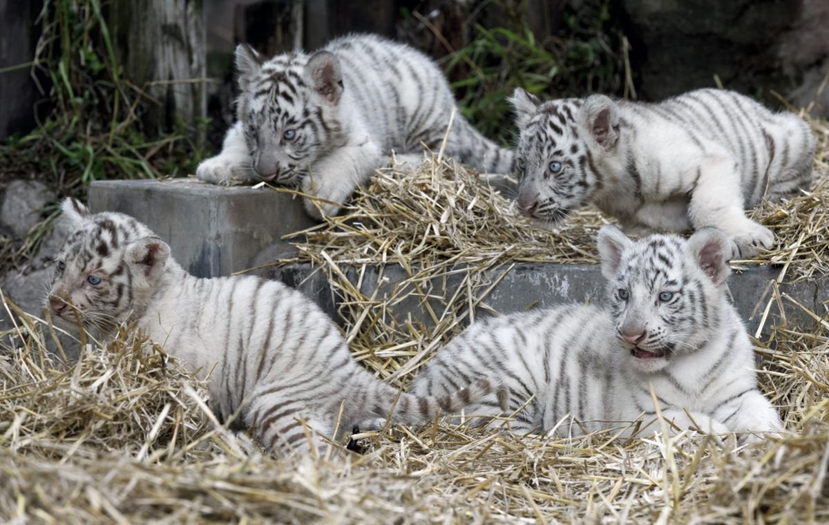 Тигрица с тигрятами