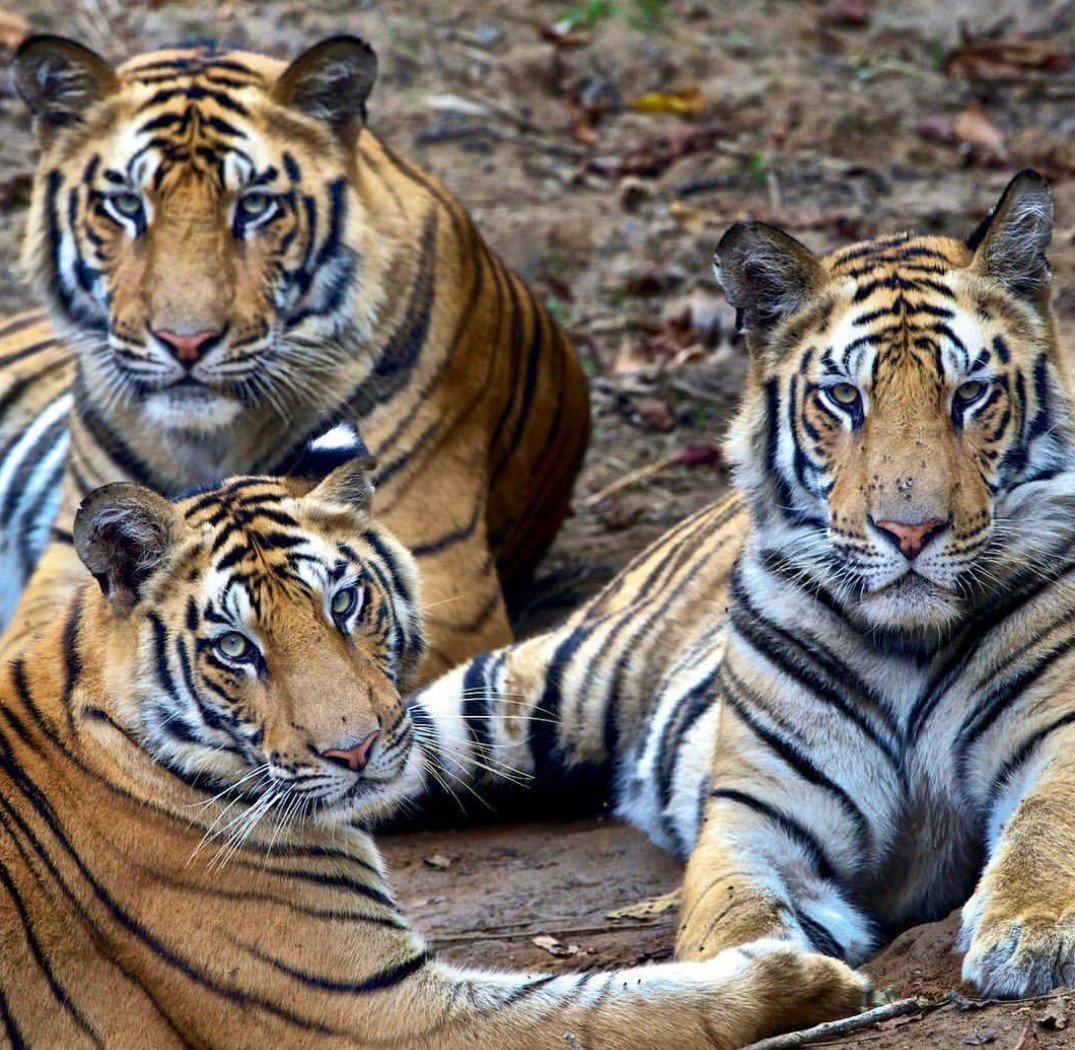 Бенгальский тигр. Амурский и бенгальский тигр. Золотой бенгальский тигр. Стая тигров. Бенгальский тигр подвид тигра