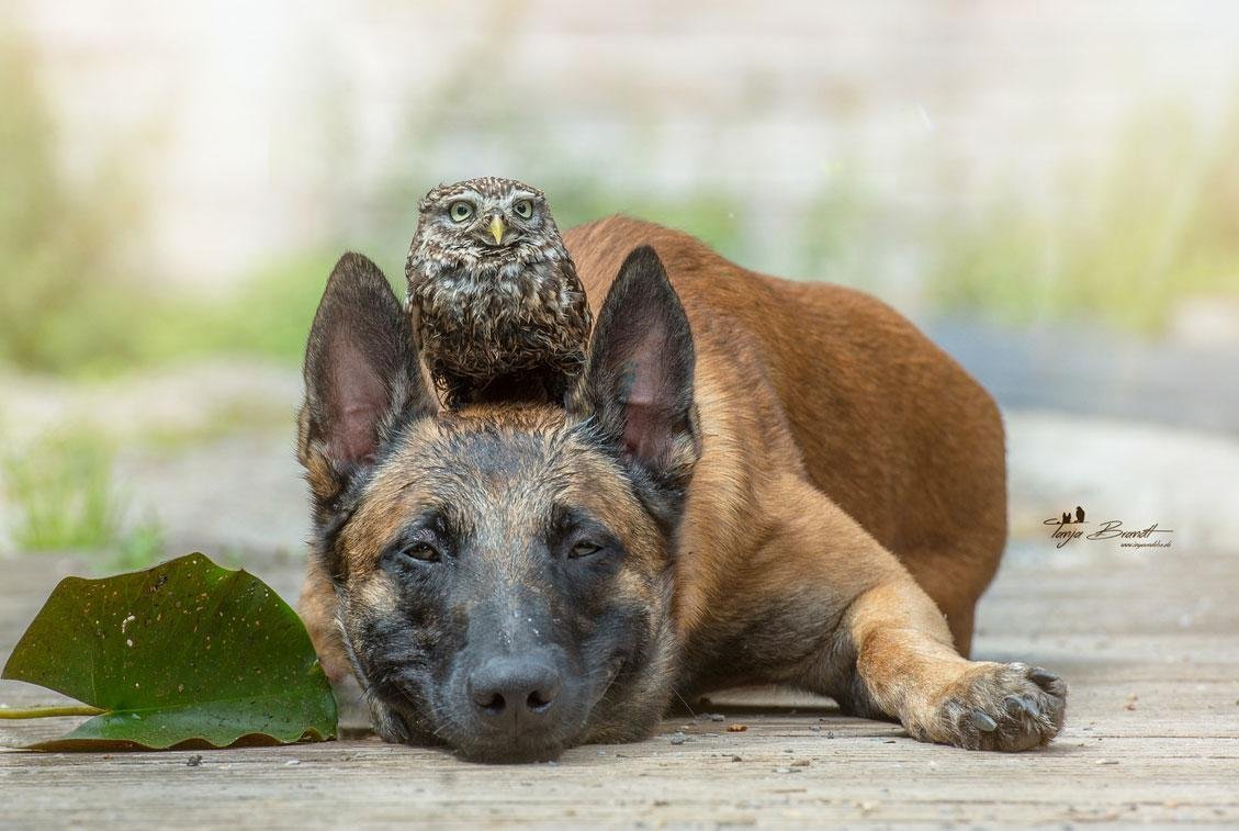 Самая страшная собака 2019