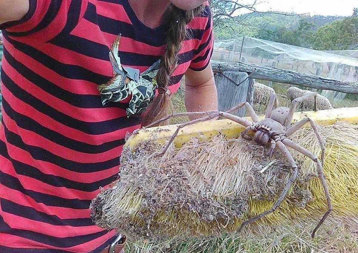 Гигантские пауки охотники Австралия