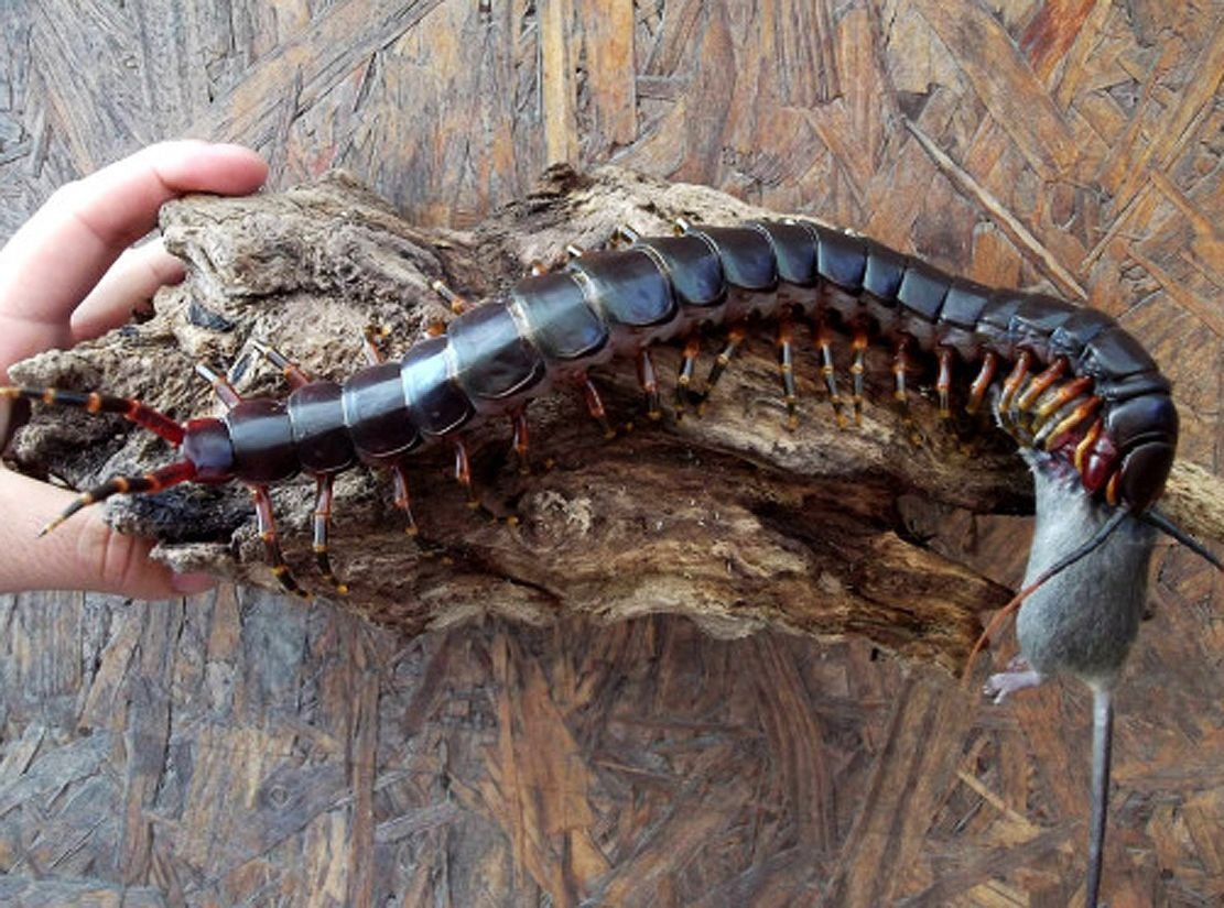 Сколопендра Черноморская