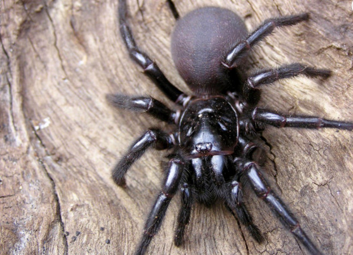 Сиднейский воронковый паук