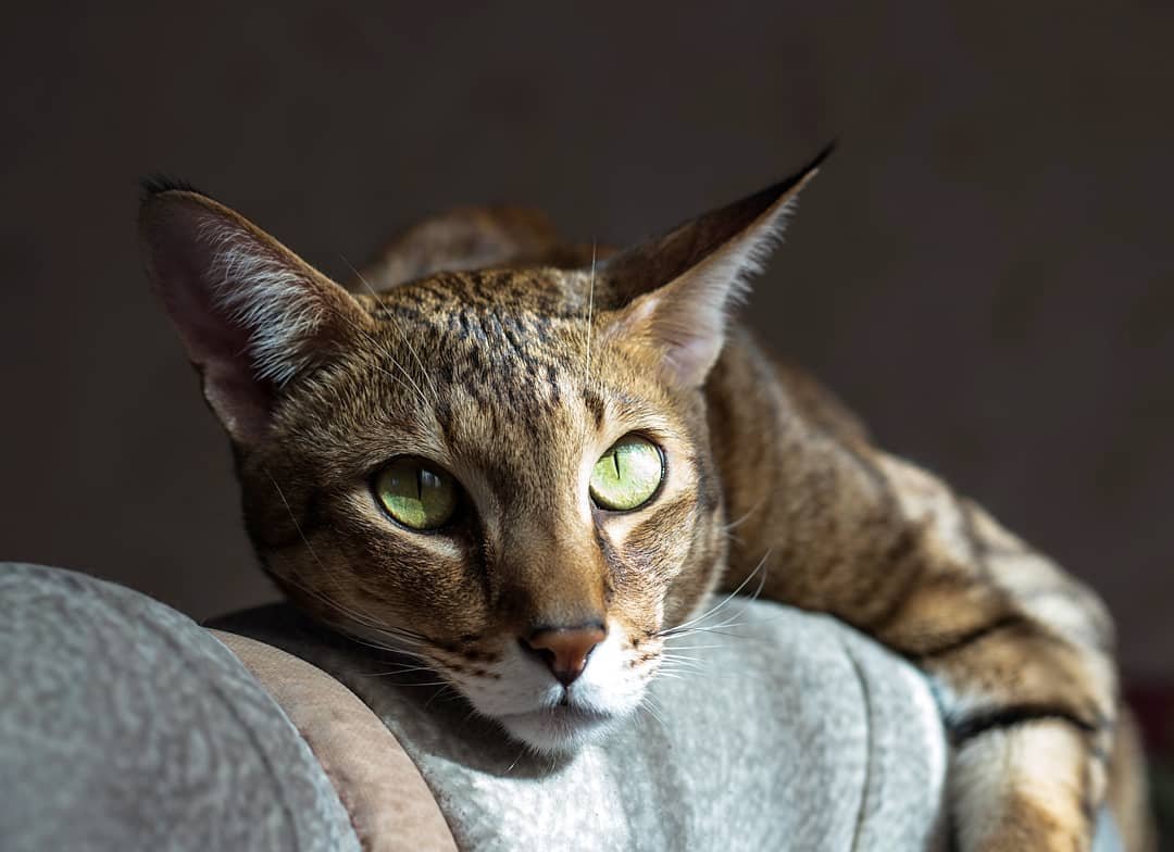 Кот породы чаузи фото