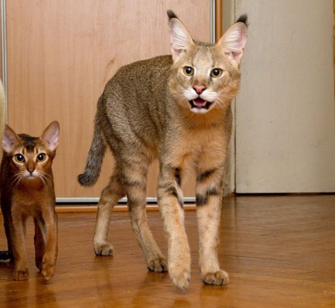 Чаузи кошка окрасы