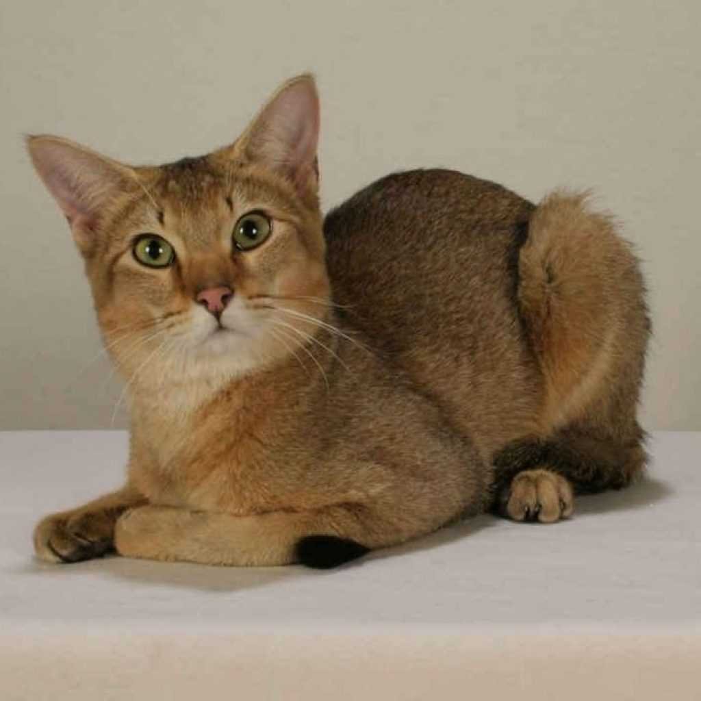 Чаузи кот f2