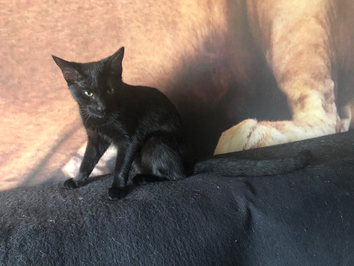 Чаузи ф3 черный