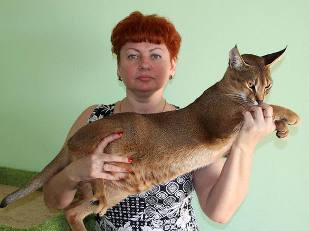 Каракет Абиссинская кошка