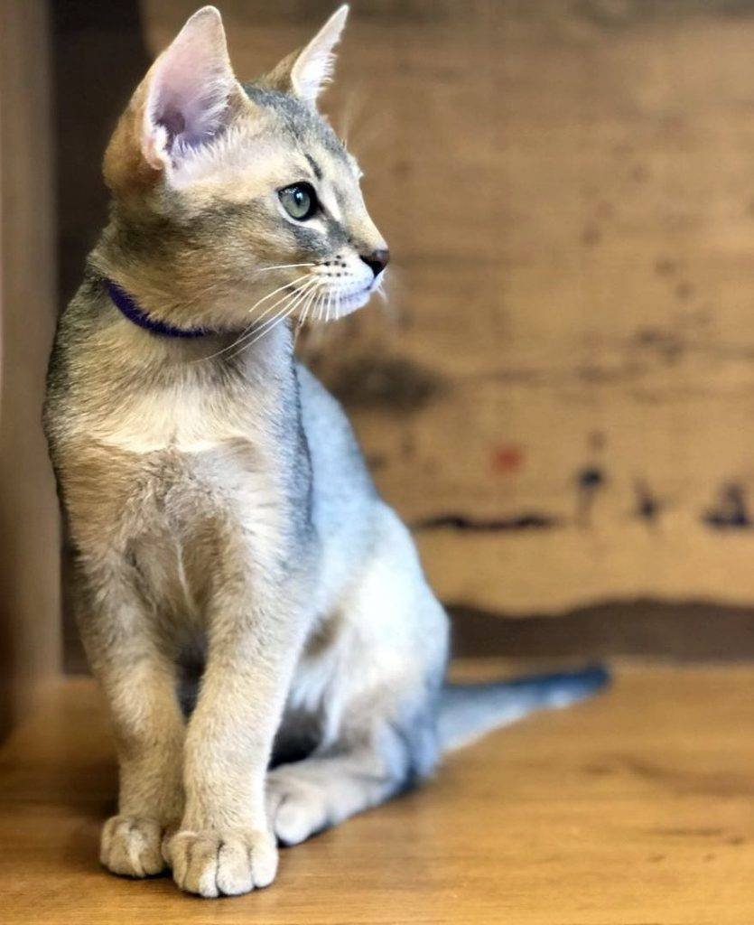 Чаузи дикий окрас